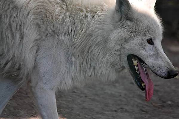 Yeux Nez Dans Museau Profil Loup Polaire Gros Plan Bouche — Photo