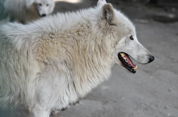 Nariz Ojos Perfil Hocico Lobo Polar Primer Plano Boca Abierta — Foto de Stock