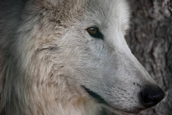 Yeux Nez Dans Museau Profil Loup Polaire Gros Plan Bouche — Photo