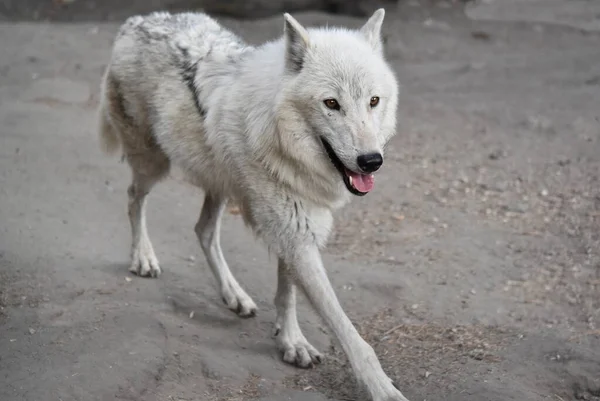 Yeux Nez Dans Museau Profil Loup Polaire Gros Plan Bouche — Photo