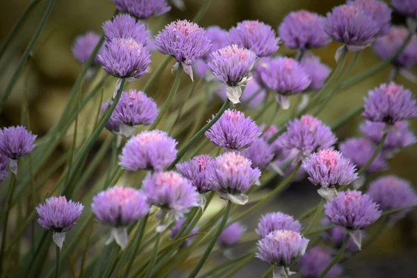 Schnittlauch Zwiebel Flieder Blumen Nahaufnahme Textur — Stockfoto