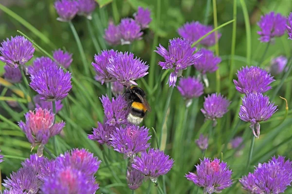 Hummel sitzt auf Schnittlauch Zwiebelblumen Textur — Stockfoto