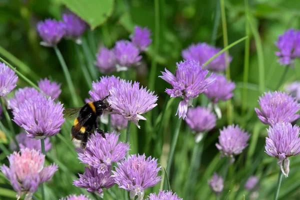 Hummel wandert von Blüte zu lila Zwiebelschnittlauch — Stockfoto