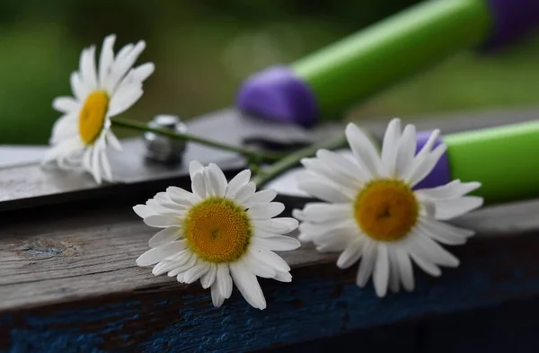 gardening: cut chamomile flowers with green leaves lie on a brush cutter on a wooden table