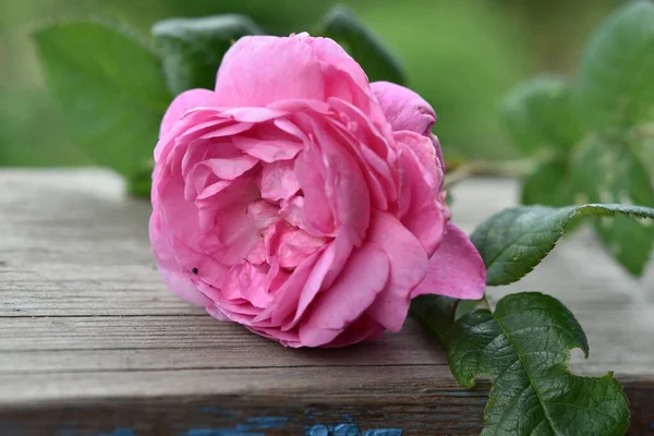 Pink Rose Flower Green Leaves Lies Wooden Background Free Space — Fotografia de Stock