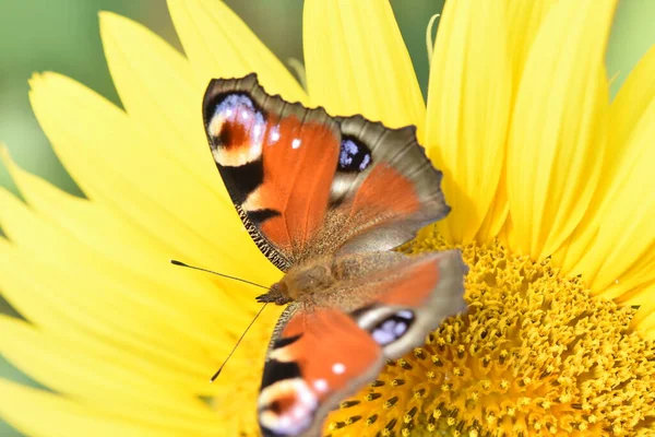 Butterfly Admiral Yellow Flower Sunflower Desktop Wallpaper — Stock Fotó