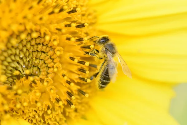Eine Biene Sitzt Auf Einer Gelben Blume Einer Sonnenblume Desktop — Stockfoto