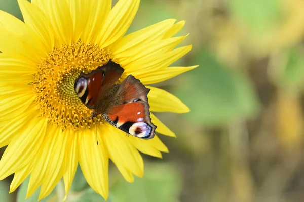 Butterfly Admiral Yellow Sunflower Flower Closeup Texture — Stock Fotó