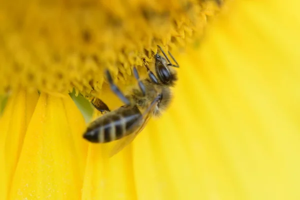 Biene Sitzt Auf Gelber Sonnenblume Nahaufnahme Textur — Stockfoto