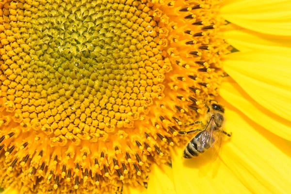 蜜蜂坐在黄色的葵花花特写纹理上 — 图库照片