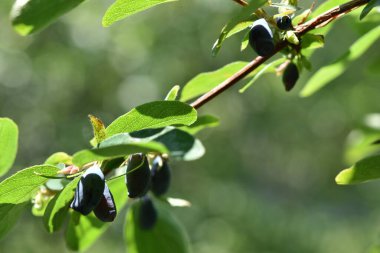 Bir yaz günü yeşil arka planda olgun böğürtlenlerle hanımeli çalısı