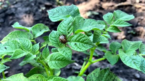 (2) cómo lidiar con el escarabajo de la patata de Colorado en las papas — Vídeo de stock