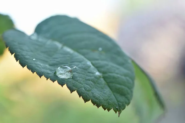 Goutte Pluie Sur Feuille Verte Sur Fond Bokeh Flou Vert — Photo