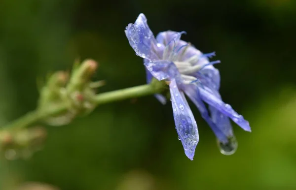 青いチコリの花が水滴の中で雨に濡れる緑のぼんやりとしたボケの背景 — ストック写真