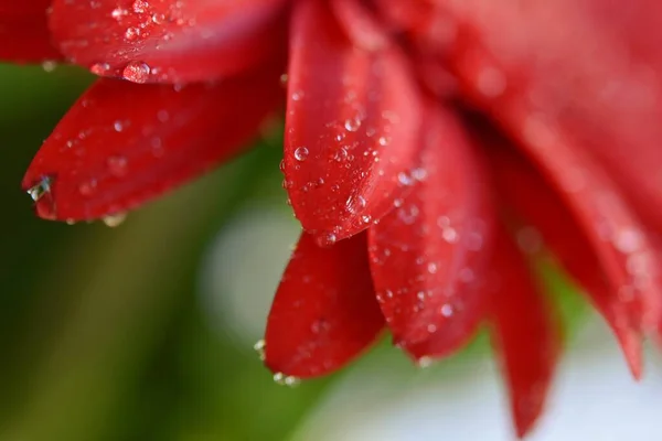 Damlacıklarındaki Gerbera Çiçeğinin Parlak Kırmızı Taç Yaprakları Yaz Günü Yeşil — Stok fotoğraf