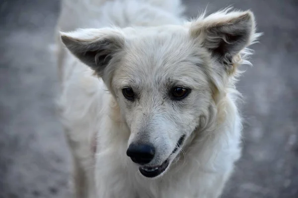 Морда Бродячої Монгольської Собаки Білим Хутром Крупним Планом Літній День — стокове фото