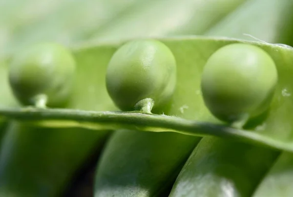 Fundo Vegetal Vagens Ervilha Verde Uma Fileira Estão Perto Outro — Fotografia de Stock