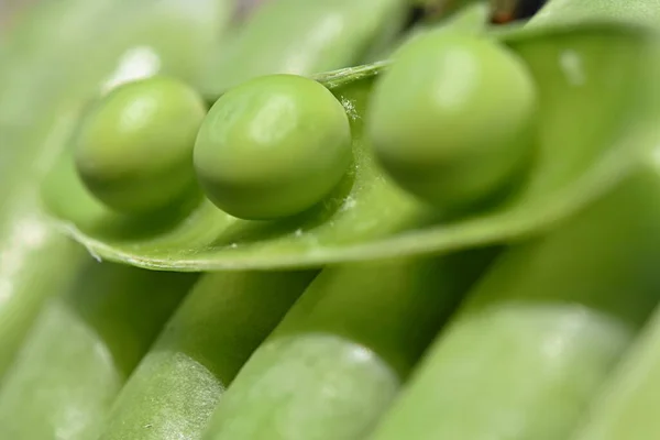vegetable background of green pea pods in a row lie close to each other with an open pod with peas