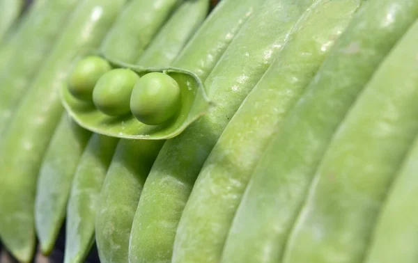 Fundo Vegetal Vagens Ervilha Verde Uma Fileira Estão Perto Outro — Fotografia de Stock