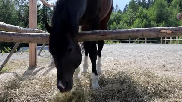 Brązowy koń w boksie na ulicy żucie siana i fanning jego ogon wideo — Wideo stockowe