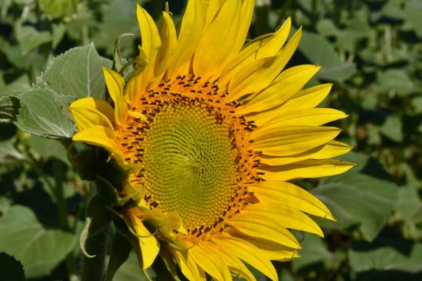 a flower of a sunflower swinging in the wind against the background of a blue sky and a field of blooming sunflowers