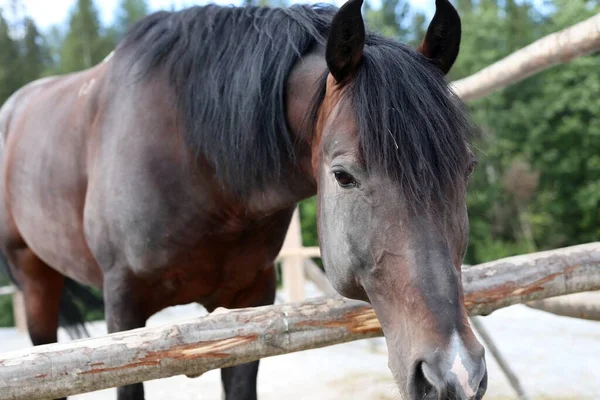 Museau Cheval Brun Gros Plan Dans Une Stalle Extérieur Jour — Photo