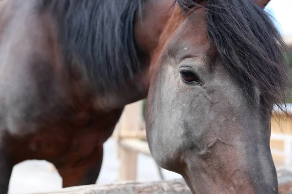 Museau Cheval Brun Gros Plan Dans Une Stalle Extérieur Jour — Photo