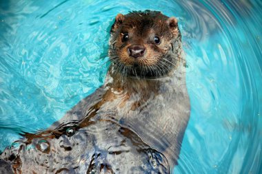 The common river otter swims in a pool of turquoise water. Zoo of Nizhny Novgorod Russia. Animal from the Red Book clipart
