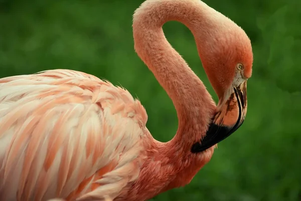 Flamingo Rosa Fundo Verde Zoológico Recinto Aberto Verão — Fotografia de Stock