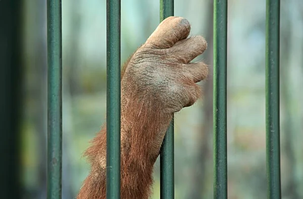Csimpánz Mancsa Egy Állatkertben Préseli Össze Ketrec Zöld Rudait Egy Jogdíjmentes Stock Fotók