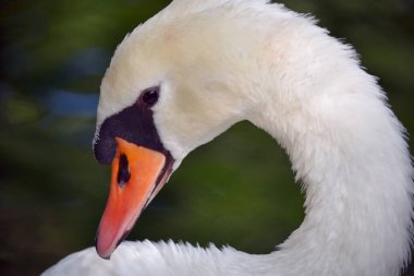 Beyaz bir kuğunun zarif boynu. Bir yaz gününde yeşil bir arka planda homurdanan kuğu