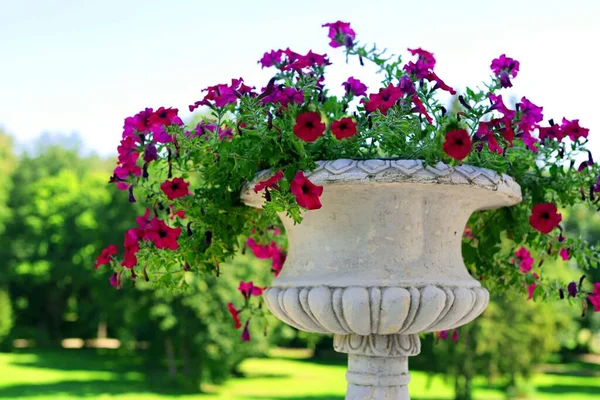 Röda Petunia Blommor Stor Antik Gips Vas Parken Gammal Herrgård — Stockfoto