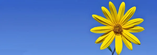 耶路撒冷洋蓟。蓝天背景上的黄色花朵。横幅 — 图库照片