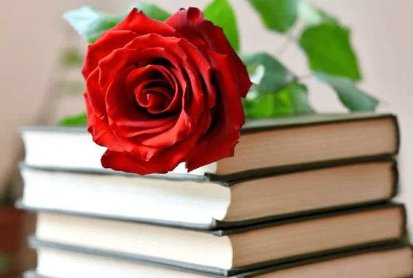 Rosa Roja Encuentra Una Pila Libros Antiguos Fondo — Foto de Stock