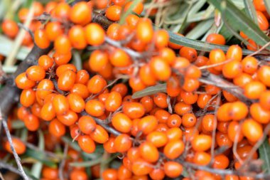 Turuncu deniz dikenli yeşil yapraklı karabataklar. Geçmişi. tıbbi bitki