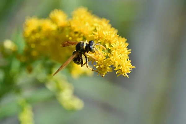蜜蜂坐在绿色模糊的背景上的黄色花朵上 — 图库照片