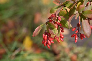 Bulanık yeşil arkaplanda kırmızı böğürtlen