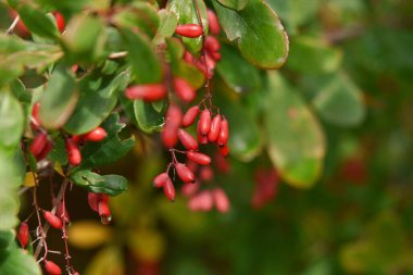 Bulanık yeşil arkaplanda kırmızı böğürtlen