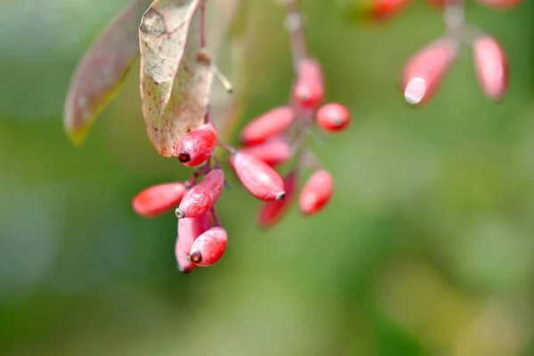 Красные ягоды барбариса на размытом зеленом фоне — стоковое фото