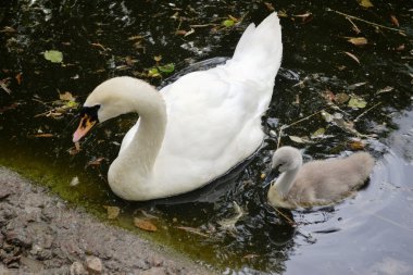 Beyaz Kuğu gölet Hayvanat Bahçesi Kıyıya yüzmeye bebek