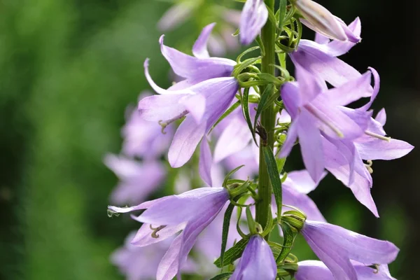 Cloches violet inflorescence sur un fond vert — Photo