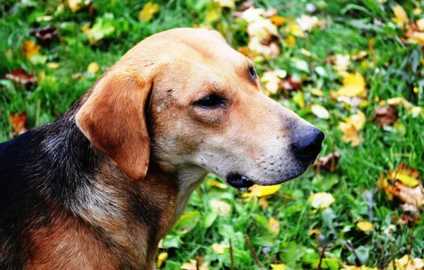 Cabeça de um cão com olhos tristes — Fotografia de Stock