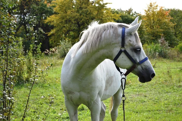 Profil cheval costume gris clair sur le fond d'un verger de pommes — Photo