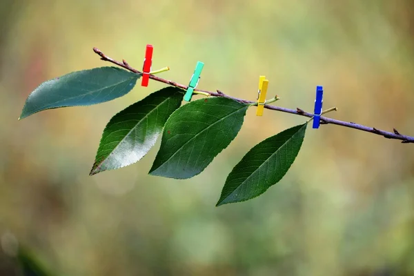 Ecologie: de pessimistische aard van de toekomst - op een kale takje met gekleurde wasknijpers aangesloten groene bladeren — Stockfoto