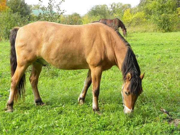 Châtaignier d'Inde grignotant l'herbe dans une prairie sur fond de costume de châtaignier clair — Photo