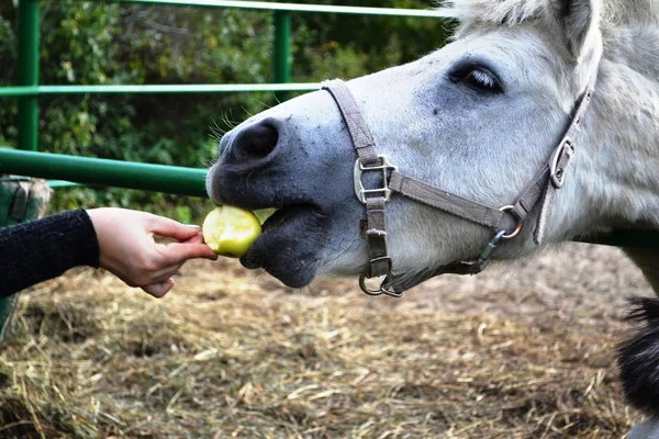 Cheval costume gris clair manger une pomme des mains de l'homme — Photo