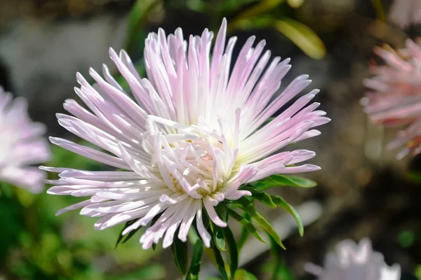 Aster çiçek blossom için — Stok fotoğraf