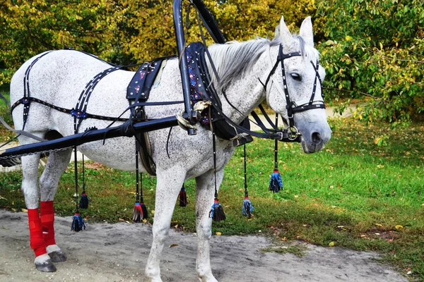 Costume gris clair dessiné par un cheval avec des pommes — Photo