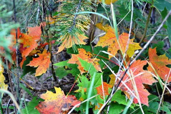 Feuilles d'érable rouge et vert sont sur le chemin du jardin — Photo