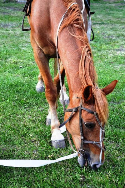Лошадиный каштан кусает траву на газоне. Вертикальное расположение фотографий
